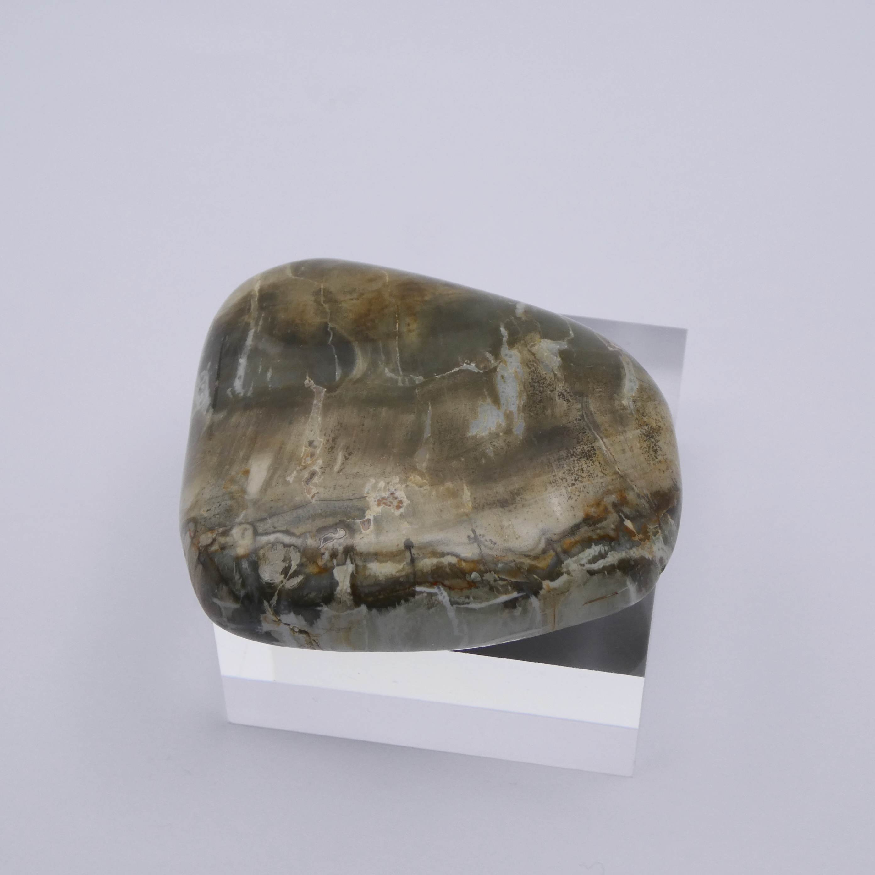 Versteinertes fossiles Holz Trommelstein Handschmeichler