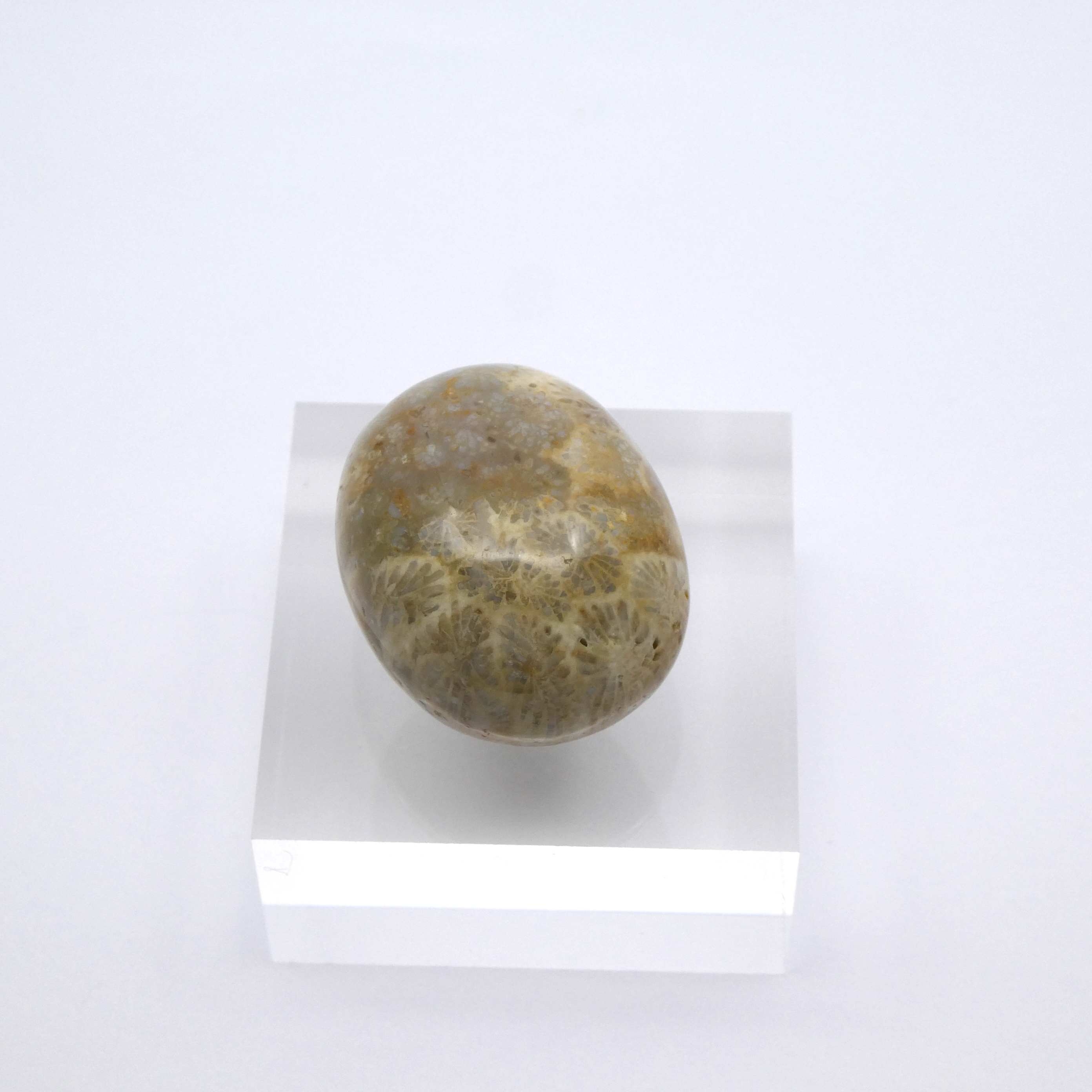 Fossile Koralle - Korallenstein - versteinerte Koralle Trommelstein Handschmeichler