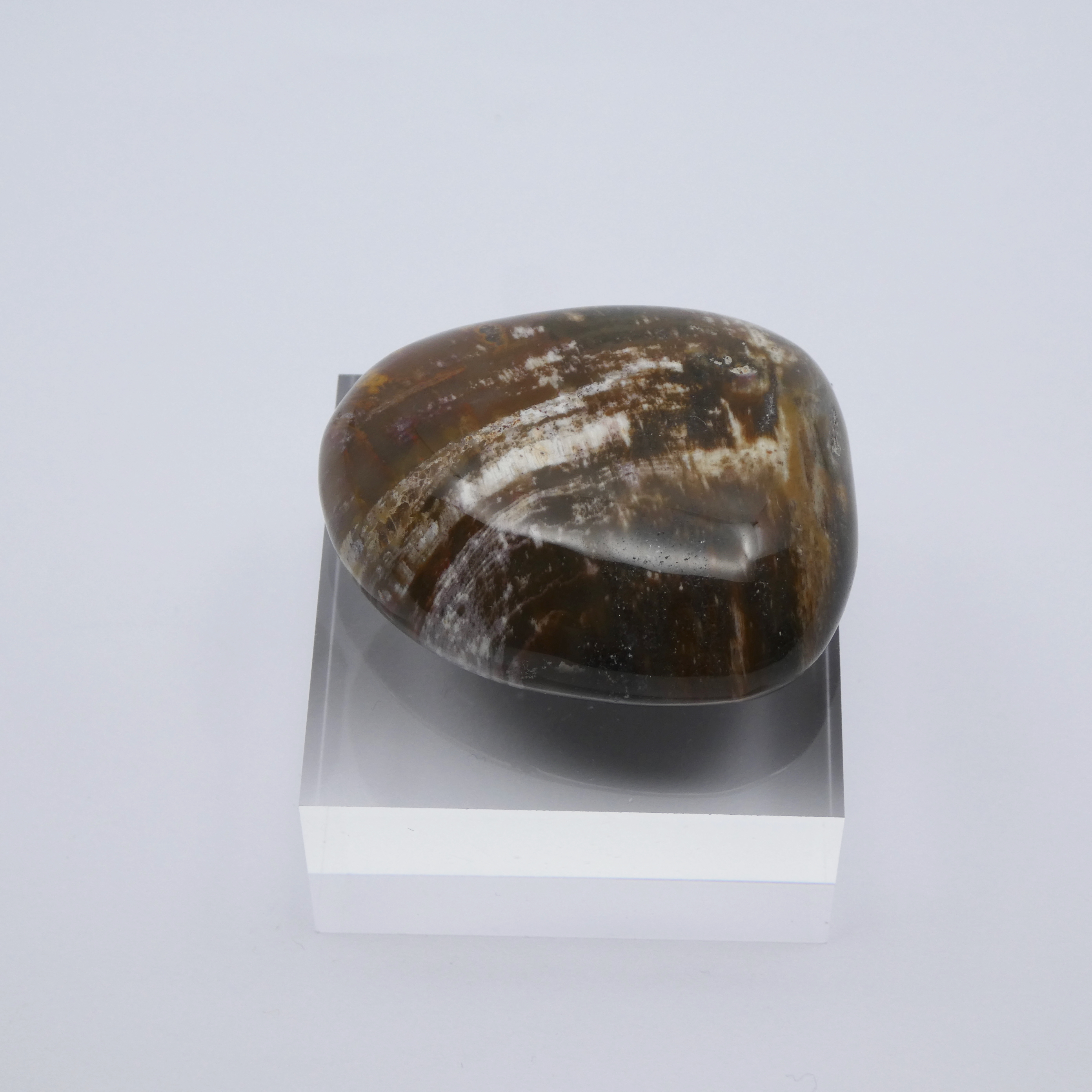 Versteinertes Holz - fossiles Holz Trommelstein Handschmeichler