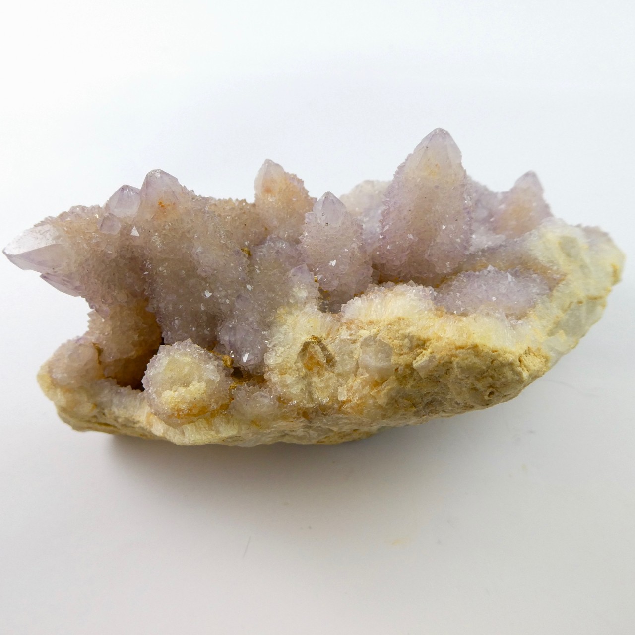Kaktus Amethyst