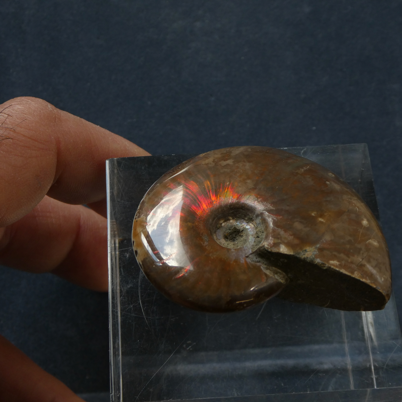 Ammolith - Korit Fossil