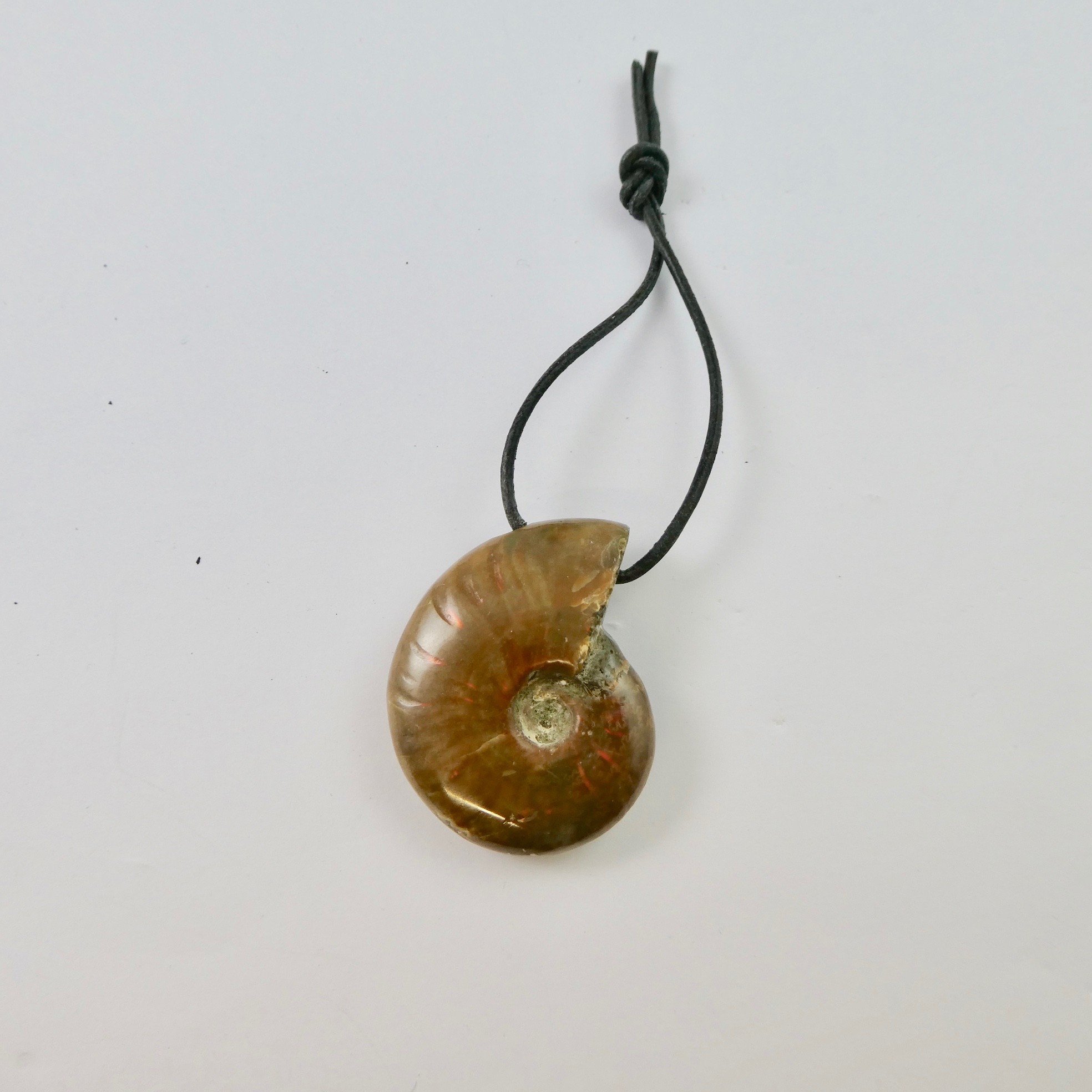Ammolith Korite gebohrt Ammolith Korite gebohrt